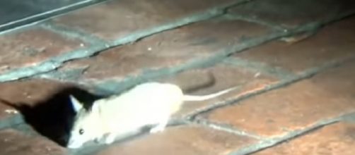 Rats invaded famous restaurants when business closed for the night. [Image source/Inside Edition YouTube video]