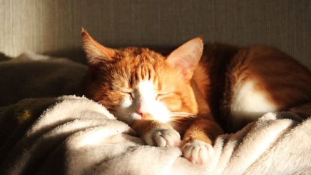 Quels sont les avantages de dormir avec son chat