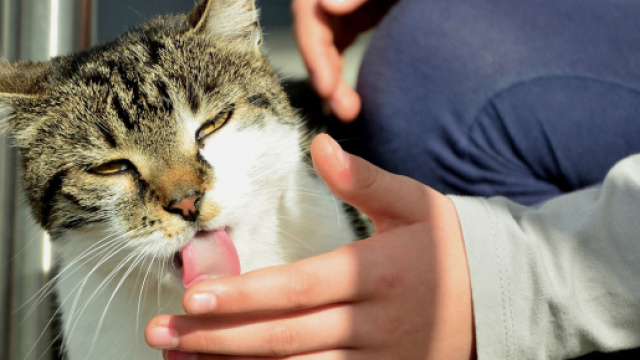 Chat: pourquoi lèche-t-il son maitre régulièrement