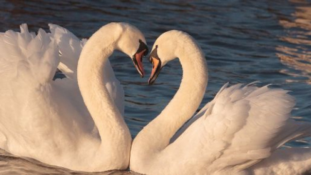L'oroscopo dell'amore di coppia del 14 gennaio
