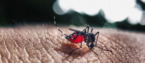 Fêmea do Aedes aegypti é responsável pela transmissão da febre amarela, dengue, chikungunya e zika vírus. (Reprodução/Pixabay)
