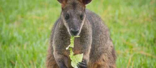 Wallaby, piccoli canguri dell'Australia in pericolo d'estinzione