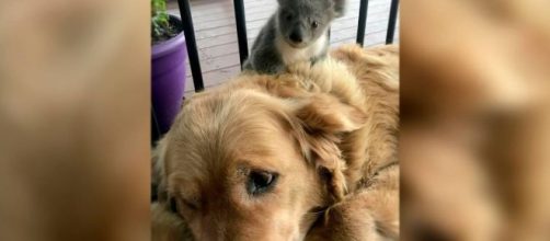 Incendios de Australia: una perrita salva a un koala de morir