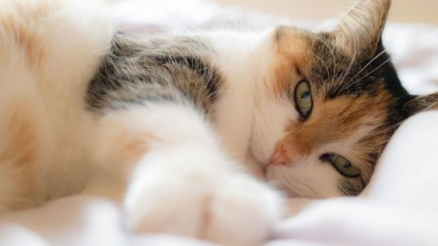 Chat voici pourquoi il vous réveille tous les matins à la même heure.