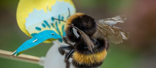 6 curiosità sulla natura degli insetti