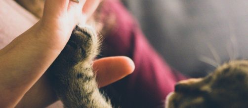 Le chat vous verrez comme sa propre mère