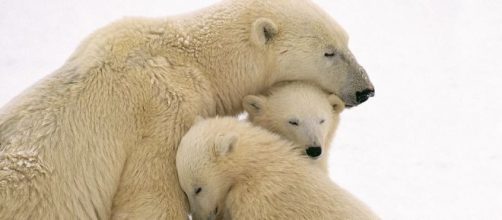 L'orso polare: caratteristiche e curiosità sulla loro vita.