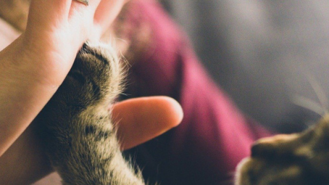 Le chat vous verrez comme sa propre mère