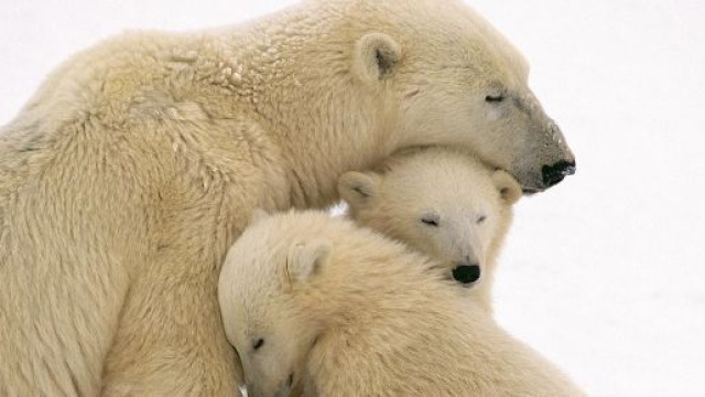 L'orso polare: caratteristiche e curiosit&agrave; sulla loro vita.