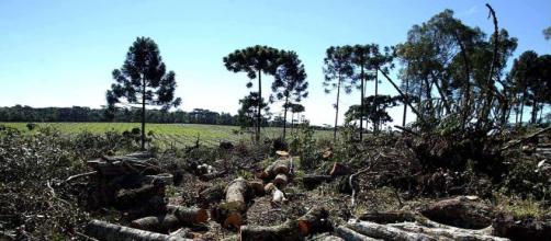 Desmatamento coloca Paraná entre os primeiros em atos infracionários na questão de preservação da mata nativa. (Arquivo: Blasting News)