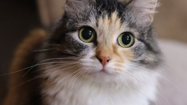 chat ces gestes qu'il appr&eacute;cie chez vous