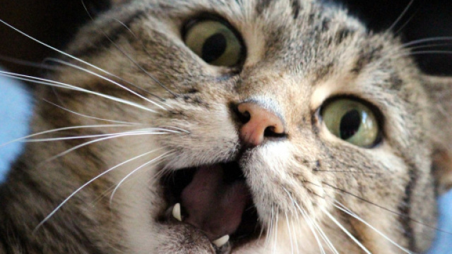 Chat comment le calmer lorsqu'il est stressé?