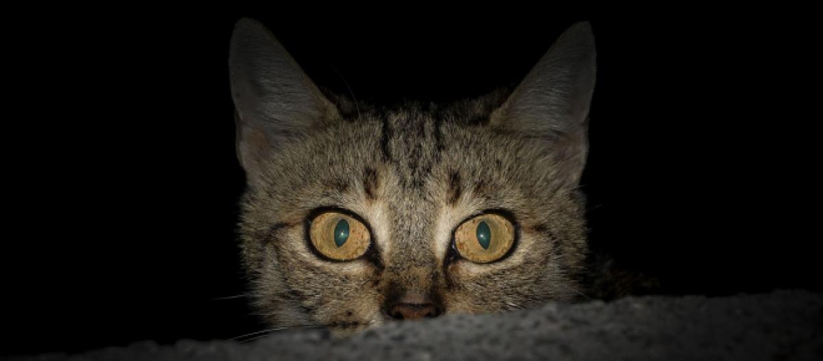 De Fermer La Porte A L Ignorer Que Faire Pour Ne Plus Etre Reveille Par Son Chat