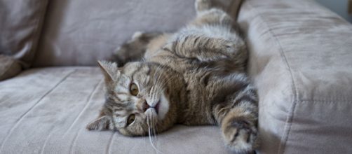 Chat: 5 astuces complétement imparables pourqu'il ne fasse plus ses griffes sur le canapé