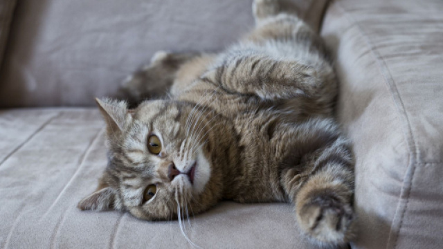 Chat: 5 astuces complétement imparables pourqu'il ne fasse plus ses griffes sur le canapé