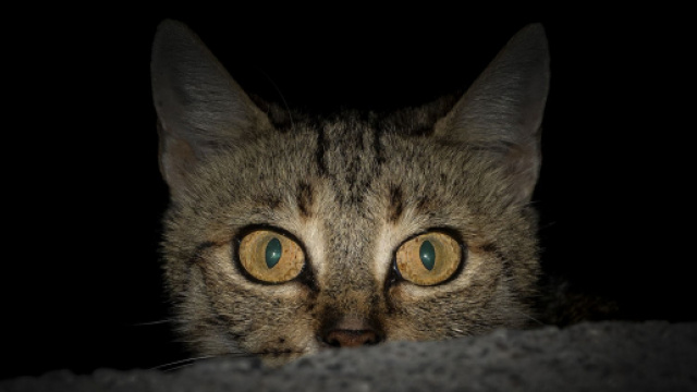 chat: comment faire pour passer une nuit paisible