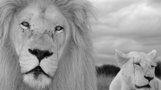 Oroscopo del mese di febbraio, Leone: lungimiranti, malinconie d'amore.