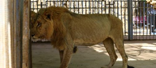 Sudan, appello per salvare i leoni denutriti e malati dello zoo di Khartum | corriere.it