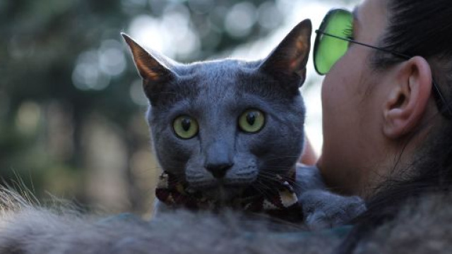 Avoir un chat aurait de nombreux avantages sur la santé