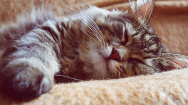 Chat : une entreprise cherche des personnes pour en caresser toute la journée