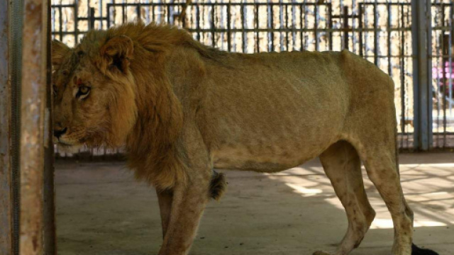 Sudan, appello per salvare i leoni denutriti e malati dello zoo di Khartum | corriere.it