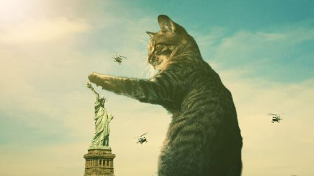 Chat: peut-il vraiment vous détester
