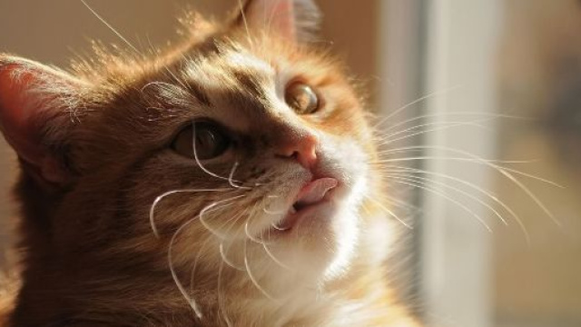 Le chat protégerait des esprits