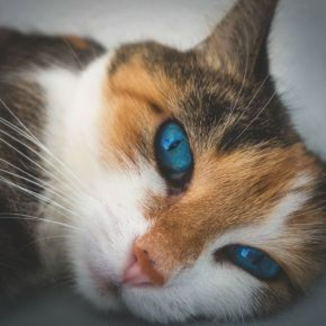 Chat: il menait une double vie