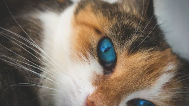 Chat: il menait une double vie