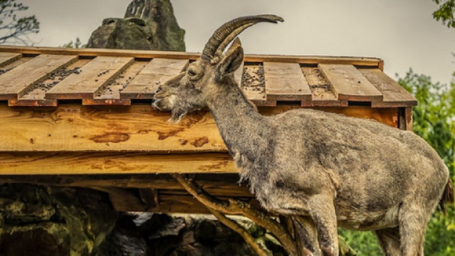 Oroscopo, classifica dal 27 gennaio al 2 febbraio.