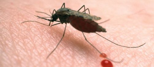Malaria, 44enne muore dopo essere tornata dalla Nigeria