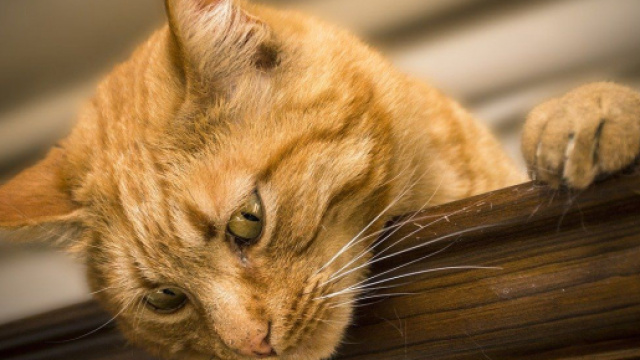 Chat: comment enlever les odeurs de pipi