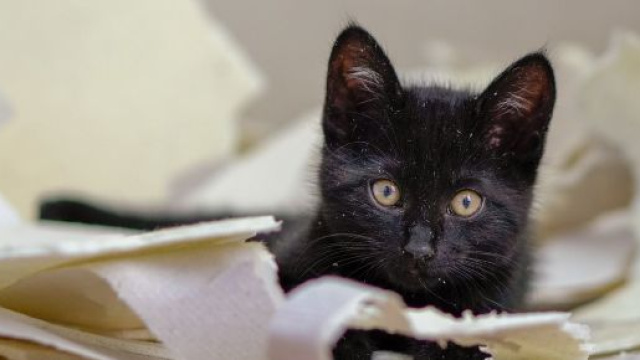 Chat: pourquoi s'installe-t-il toujours sur mes affaires