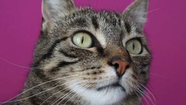 chat: que faire quand il est obèse