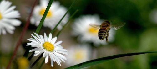 Saving Bees: progetto tutto italiano in difesa delle api.