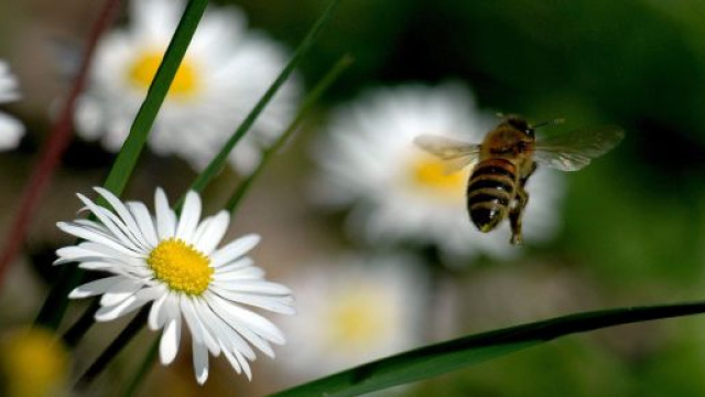 Saving Bees: progetto tutto italiano in difesa delle api.
