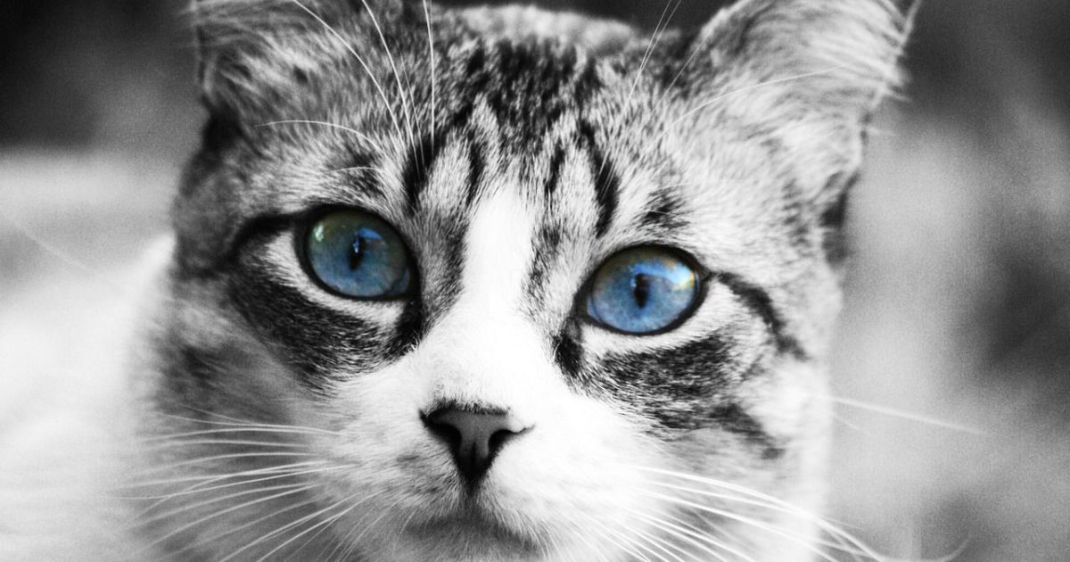 Chat non identifié le gouvernement tape du poing avec une amende