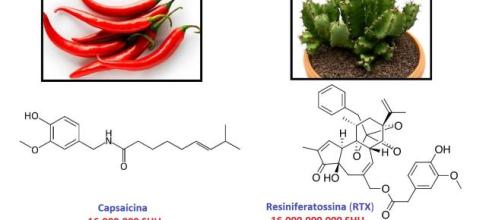 Resiniferatossina, sostanza isolata in alcune specie di Euphorbia, pianta simile al cactus, sembra avere interessanti proprietà farmacologiche.