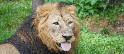 L'oroscopo, classifica dal 6 al 12 gennaio: settimana 'top' per Leone, Acquario dubbioso