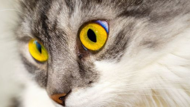 Chat: que faire pourqu'il vous apprécie