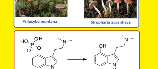 La psilocibina, sostanza presente in alcuni funghi, appena ingerita libera psilocina sostanza con proprietà stupefacenti ma anche terapeutiche.