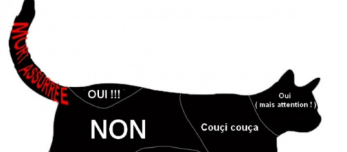 Chat voici comment le caresser selon la science