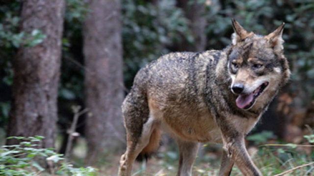 Brindisi, avvistati due esemplari di lupo.