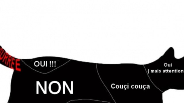 Chat voici comment le caresser selon la science