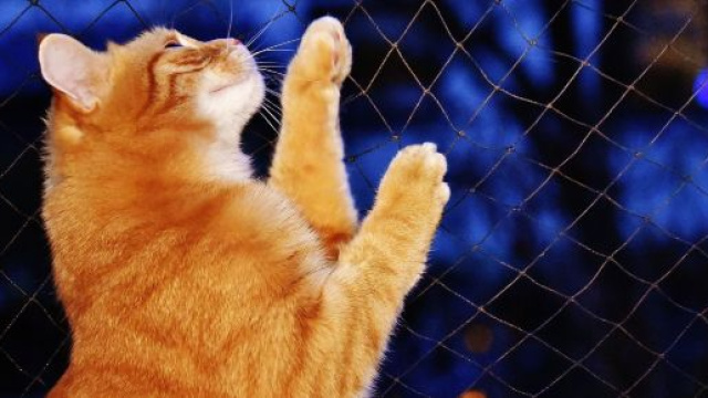 chat: 5 astuces imparables pour le faire rentrer à la maison