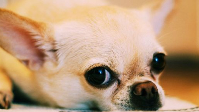 Il piccolo cane è stato ucciso a colpi di scopa.