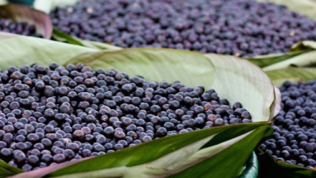 La baie d'açai : le fruit qui fait la tendance mondiale. Credit: Wikimedia Commons/r	Camila Neves Rodrigues da Silva