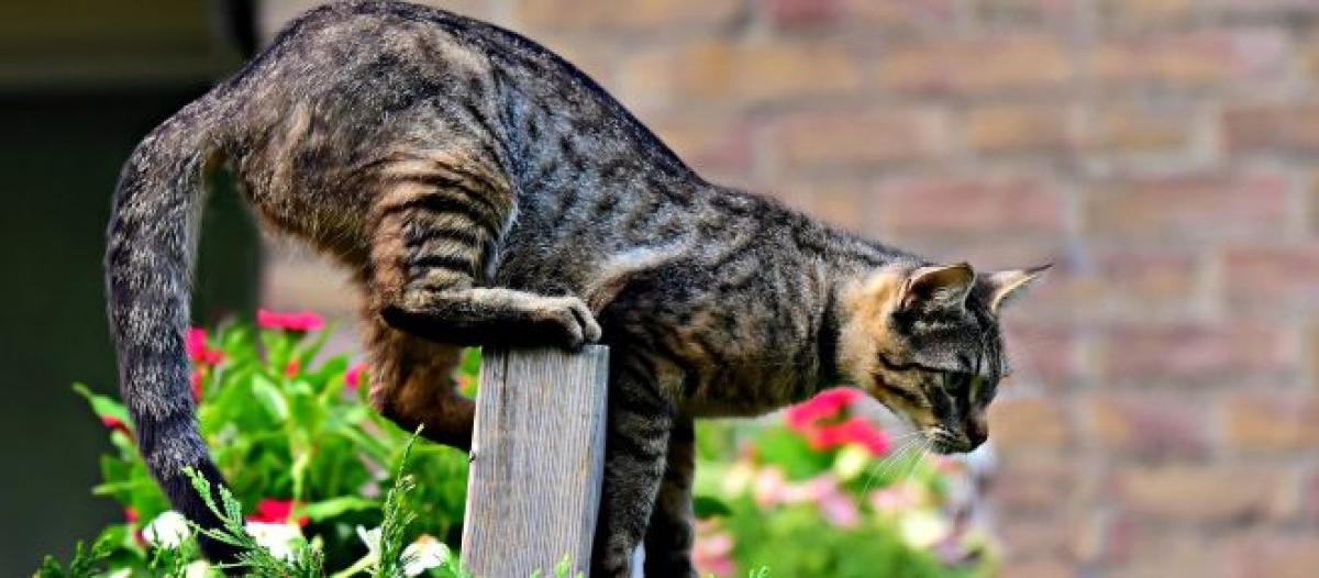 Chat Toutes Les Verites Des Caresses A La Base De La Queue