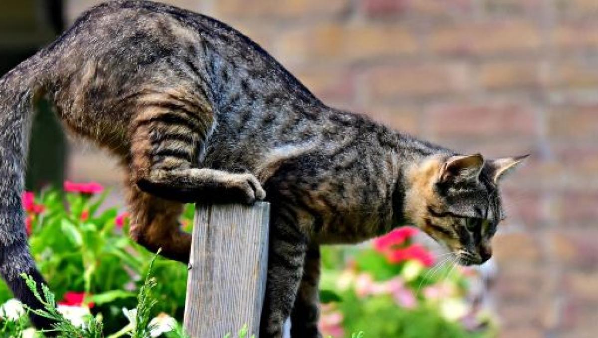 Chat Toutes Les Verites Des Caresses A La Base De La Queue