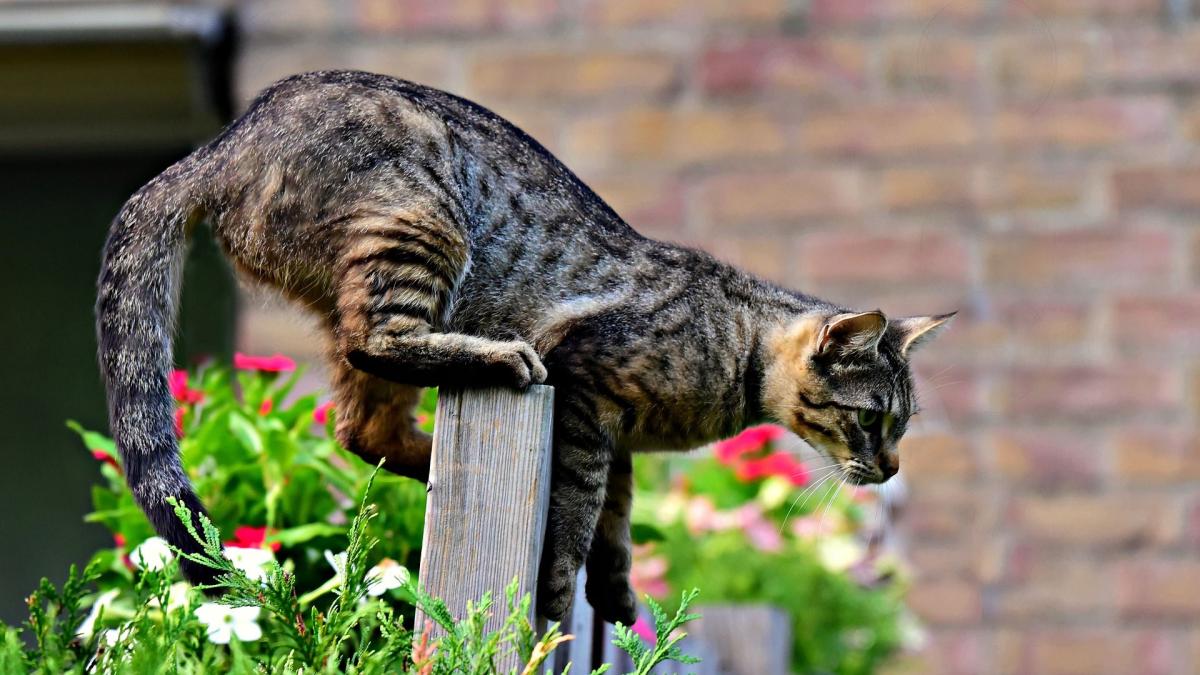 Chat Toutes Les Vérités Des Caresses à La Base De La Queue